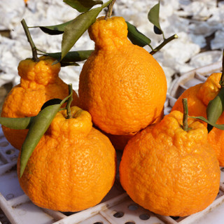 XIANGUOLAN 鲜菓篮 丑橘 丑柑 (2kg)