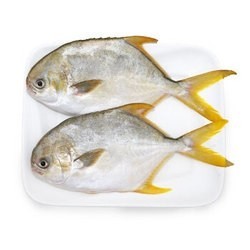 翔泰 国产海南金鲳鱼700g（2条）深海养殖捕捞 无公害认证 全程可追溯 鱼类 生鲜 BAP认证 海鲜水产 *4件
