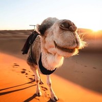 广州-摩洛哥10日跟团游 住沙漠酒店 骑骆驼穿行沙漠