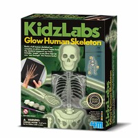 4M Glow Human Skeleton 夜光人体骨架 益智玩具