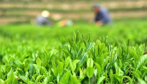 暮春雨来,一口香椿一口茶