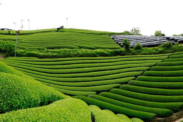 暮春雨来，一口香椿一口茶