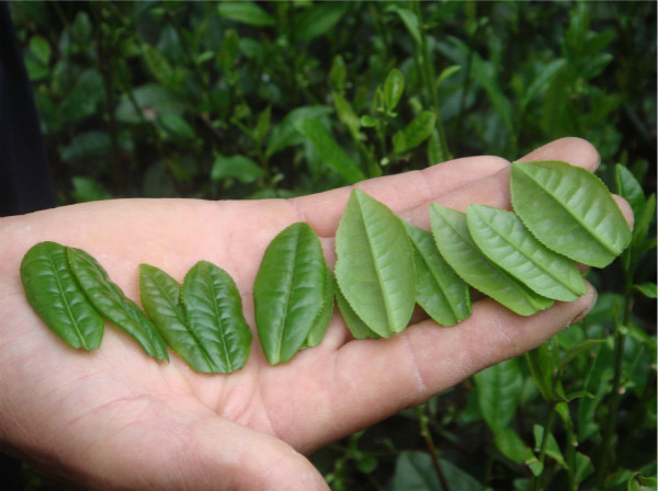 暮春雨来，一口香椿一口茶