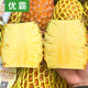 台湾屏东金钻凤梨 2个很甜无刺新鲜水果树上熟手撕菠萝金砖非海南