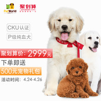 宠物活体：TaoChongBao 宠爱天下 宠物犬 有芯片保险纯血幼犬