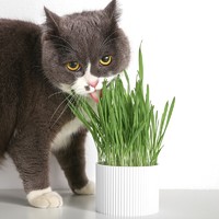移动专享：pidan 彼诞 宠物猫草 自种植套装