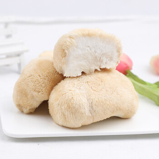 富昌 鲜猴头菇 古田特产鲜活新鲜菌菇1000g 厂家产地直发 冰袋保鲜