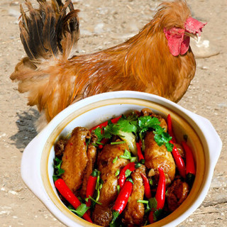 百年栗园 油鸡公鸡分割鸡块850g/袋 柴鸡分割鸡肉 火锅鸡块