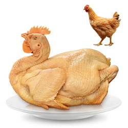WENS 温氏 供港矮脚黄鸡 800g 高品质供港鸡 农家散养土鸡 土鸡走地鸡 散养130天以上
