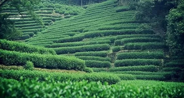 住进茶田间森系别墅 杭州朵一小墅酒店1晚+双早+双人下午茶