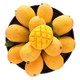 小台农芒果 1.5kg装 单果约60-90g 新鲜水果 *4件