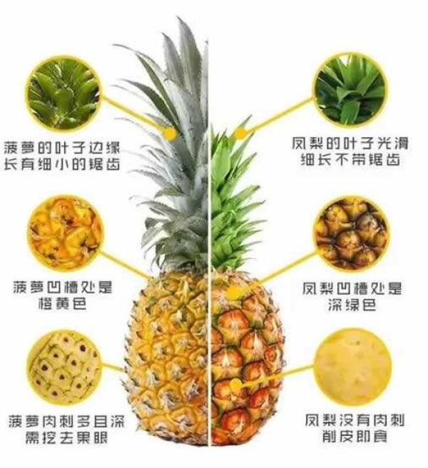 依禾农庄 云南金钻大凤梨 4斤装 *2件