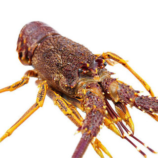 Gfresh 澳洲大龙虾 850-1000g 1只 可刺身 海鲜水产 烧烤食材