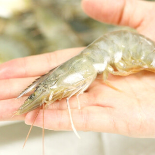 旺利珍 活冻厄瓜多尔白虾350g 14-18只(40-50只/kg) 海鲜年货