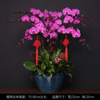 卉优 年宵蝴蝶兰盆栽兰花带花苞礼品客厅办公室开花植物鲜花盆景 8支粉色红心蝴蝶兰红色手工蕾丝盆中