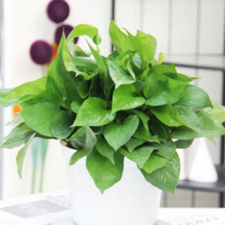 世纪奥桥 绿萝180# 观叶花卉绿植盆栽 室内居家阳台办公桌面花卉盆栽 含盆发货