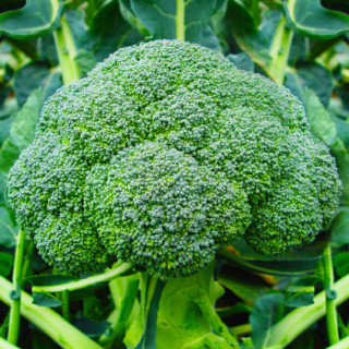 勿忘农台绿2号青花菜种子四季蔬菜阳台庭院种植30粒 袋 报价价格评测怎么样 什么值得买