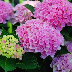 虹越家庭阳台盆栽庭院花卉魔幻贵族水晶绒球