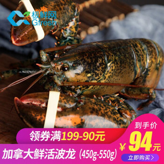 Gfresh加拿大进口鲜活波士顿龙虾450g-550g 1只 海鲜水产