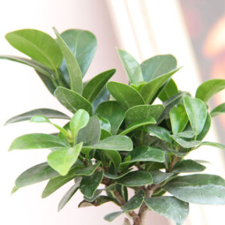 小榕树观叶盆栽绿植 室内居家阳台办公室桌面净化空气花卉绿植