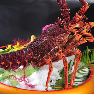 Gfresh 澳洲红龙虾 900-1000g 1只 海鲜水产 烧烤食材
