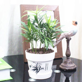 花七休 罗汉松 白色印花陶瓷套盆 花卉绿植盆栽 室内居家桌面阳台办公室绿植