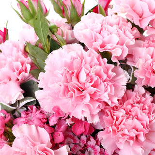 花千朵19朵粉色康乃馨花束鲜花速递同城送花520教师节生日纪念日七夕情人节礼物送妈妈送老师