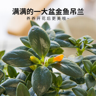 红豆（Hodo）金鱼吊兰 大号自动吸水盆 绿植盆栽花卉 阳台客厅办公桌室内家居观叶观花植物 带盆栽好发货