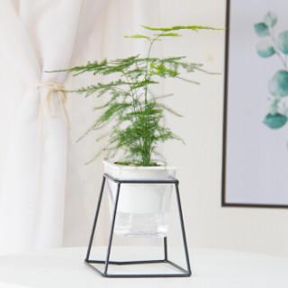 红豆(Hodo)文竹 铁艺花架透明吸水盆绿植盆栽 办公室桌面室内居家阳台绿植花卉 带盆栽好