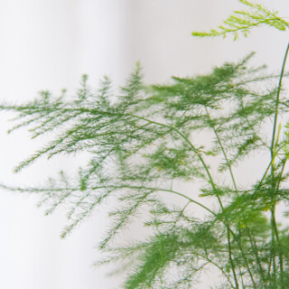 红豆(Hodo)文竹 铁艺花架透明吸水盆绿植盆栽 办公室桌面室内居家阳台绿植花卉 带盆栽好