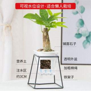 红豆(Hodo)文竹 铁艺花架透明吸水盆绿植盆栽 办公室桌面室内居家阳台绿植花卉 带盆栽好
