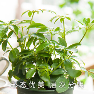 红豆（Hodo）鸭脚木 小加仑盆盆栽 办公室桌面室内居家阳台植物花卉盆景 带盆栽好