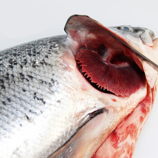 渔传播 挪威进口冰鲜三文鱼整条（大西洋鲑）6-7公斤 一条