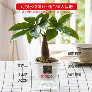 红豆（Hodo）芦荟 透明水培绿植盆栽 办公室桌面室内居家阳台绿植花卉 带盆栽好