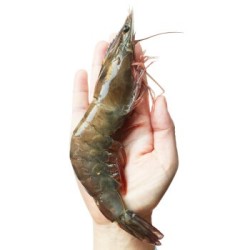 正大 泰国王虾 巨大号 500g *4件