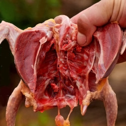 对面小城 老鸽子肉散养现宰 杀前约500g/只 *3件