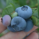 城市园丁 新鲜蓝莓现货 125g*4盒
