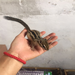 金花松鼠活体小宠物一只亚成体可选公母