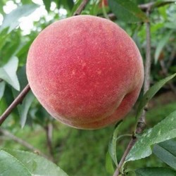 移动专享：禹昂 深州新鲜水蜜桃 净果5斤装 单果约120g