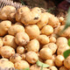 湖北恩农家自种小土豆新鲜蔬菜高山马尔科黄皮黄心马铃薯洋芋5斤