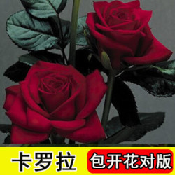 醉花枝玫瑰3颗大苗玫瑰花苗大花包成活盆栽蔷薇绿植物月季花苗卡罗拉不含盆 什么值得买