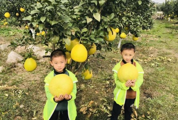 上海 2019水果采摘护照（夏季版）11次采摘14种水果