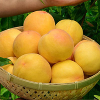 黄桃新鲜水果带箱10斤当季整箱应季现摘脆桃水蜜桃现货桃子包邮
