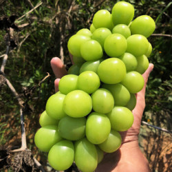 现货云南香印青提晴王葡萄阳光玫瑰新鲜青提子1.5kg