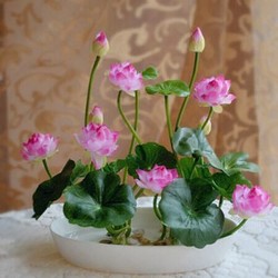 艺芯园碗莲荷花种子已开口四季碗莲种子套餐莲花盆栽水培植物迷你睡莲室内水生荷a碗莲混色30粒多少钱 什么值得买
