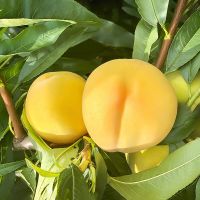 爱尚皇 新鲜黄桃 5斤装