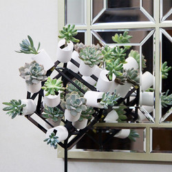 绿植北欧风净化空气室内桌面小盆栽创意墙面装饰多肉植物组合盆栽