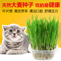 猫草种植套装口腔清洁猫零食猫咪去毛球小麦种子带盆营养土水晶球