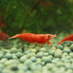 宠物活体鱼官儿樱花虾宠物虾极火虾2只