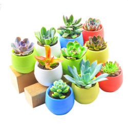 萌肉居新手多肉含盆套装多肉植物室内植物肉肉植物盆栽花卉多肉组合盆栽绿植多肉10棵随机多肉 10个石丸盆 土 什么值得买